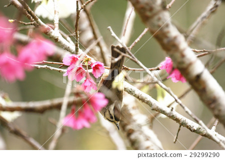 櫻花 櫻花 29299290