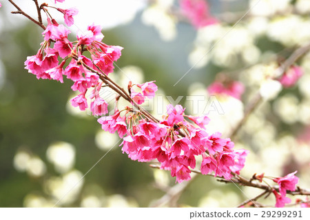 櫻花 29299291