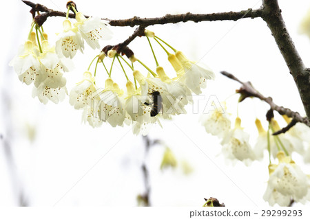 櫻花 櫻花 29299293