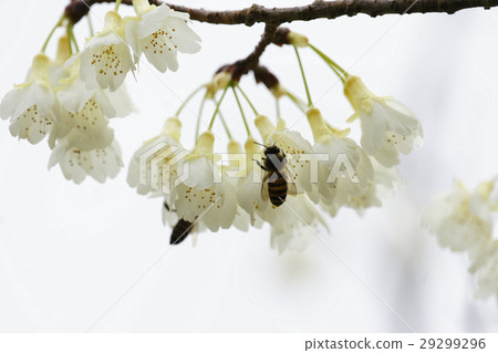 櫻花 櫻花 29299296