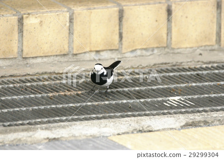 白鶺鴒女神 29299304