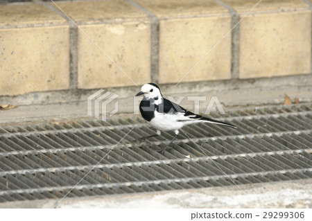 白鶺鴒女神 29299306