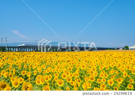 Ogaki sunflower field and N 700 series bullet train 29299619