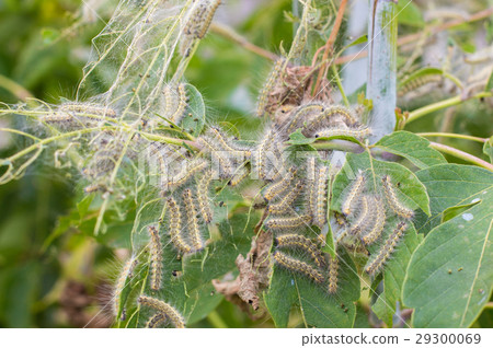 the caterpillars eat the leaves of the plant 29300069