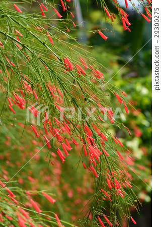 炮竹紅 花 29300275