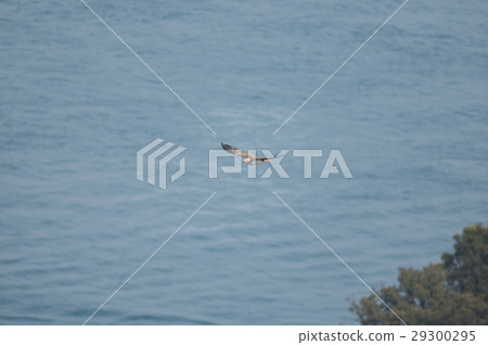 Ospicus飛越火影忍者頻道 29300295