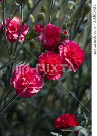 Carnation  29300428