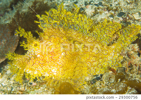 Bolo rockfish Bolo rockfish 29300756