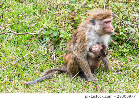 Sri-Lankan toque macaque Sri-Lankan toque macaque 29300977