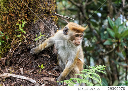Sri-Lankan toque macaque Sri-Lankan toque macaque 29300978