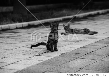 Cat, kitten 29301167