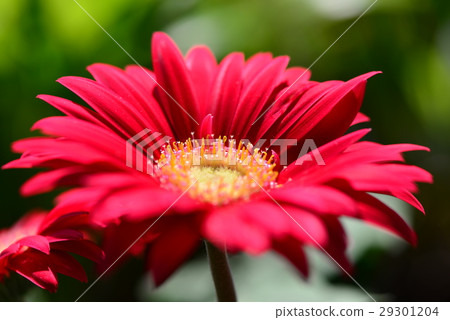 非洲菊 太陽花 花蕊 29301204