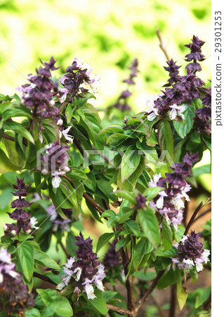 照片素材(图片): 红骨九层塔