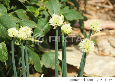 青蔥 青蔥 29301256