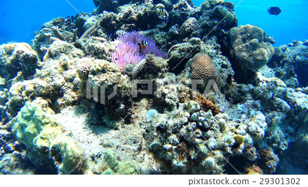 Awanami Beach underwater photography of Tokashikijima Island, Okinawa Prefecture Clownfish Awanami Beach underwater photography of Tokashikijima Island, Okinawa Prefecture Clownfish 29301302