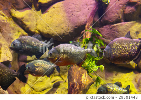 Fishes and corals reef in Aquarium Fishes and corals reef in Aquarium 29301448
