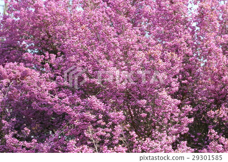 Janome Erika 29301585