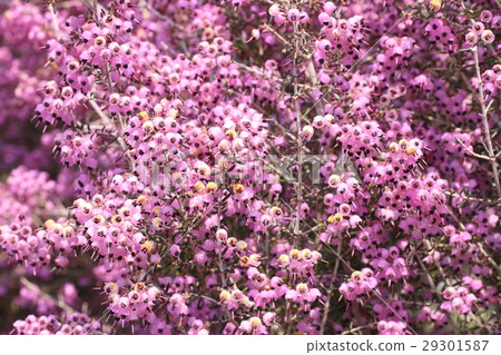 Janome Erika 29301587