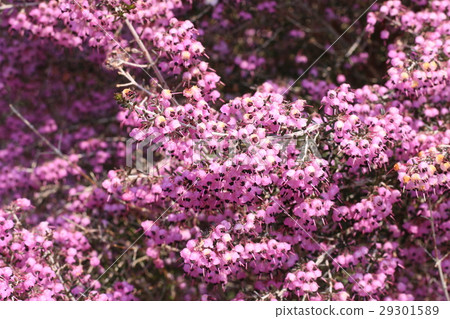 Janome Erika 29301589