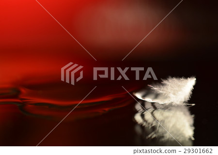 羽毛 鳥羽 29301662