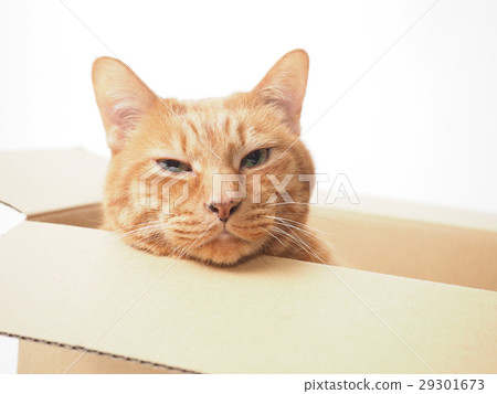 Tea turtle cat which comes out from cardboard Tea turtle cat which comes out from cardboard 29301673