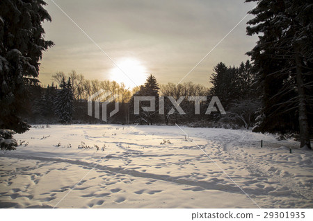 tree on the white background 29301935