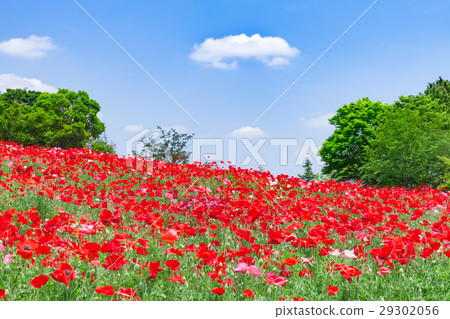 Poppy blooming hill 29302056