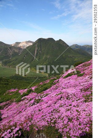 Miyama Kirishima of Heiji-dake 29302358