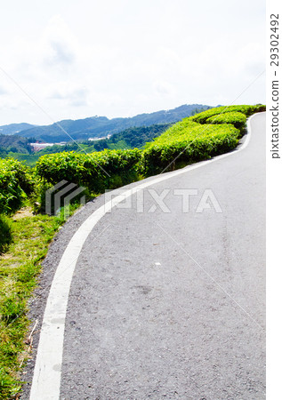 Tea plantations in Malaysia Tea plantations in Malaysia 29302492