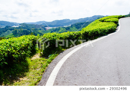 Tea plantations in Malaysia Tea plantations in Malaysia 29302496
