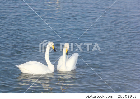 Whooper swans swimming in the lake 29302915