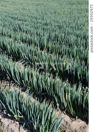 Onion field 29302975