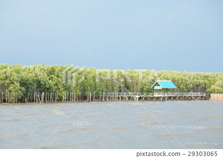 Mangrove forest corridor 29303065