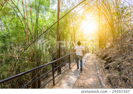 backpacker man look into the sky in bamboo forest 29303387