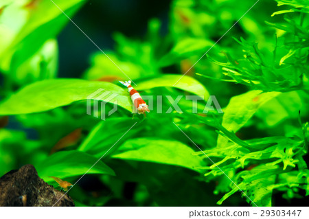 Aquarium water plants and red bish limp 29303447