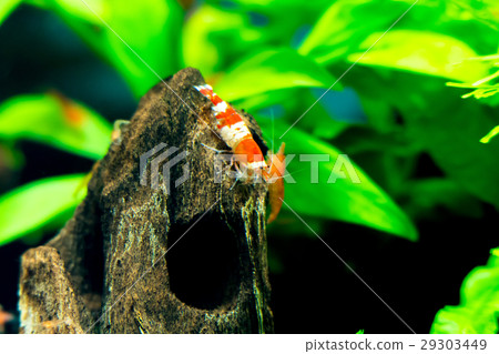 Aquarium Driftwood and Red Bishreinp 29303449