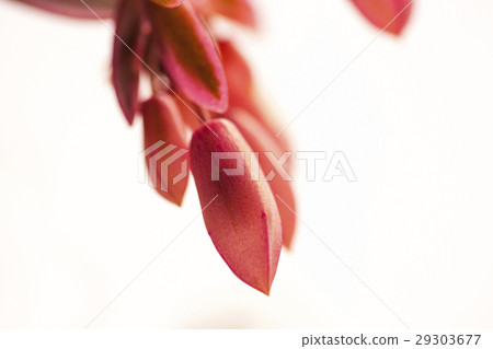 花，蝴蝶之舞錦，多肉植物，Variegata，バタフライダンスカム、多肉植物 29303677