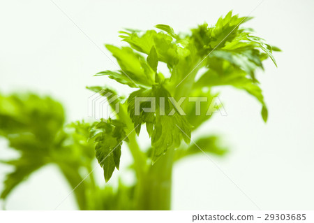 Celery, celery, vegetables, alfalfa, wild vegetables, celery, vegetables, Celery, celery, vegetables, alfalfa, wild vegetables, celery, vegetables, 29303685