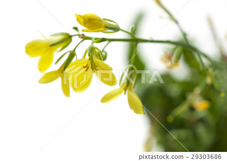 Flower,cauliflower,flowers,Brassica oleracea var. capitata, flower, dragonfly Flower,cauliflower,flowers,Brassica oleracea var. capitata, flower, dragonfly 29303686