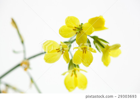 Flower,cauliflower,flowers,Brassica oleracea var. capitata, flower, dragonfly 29303693