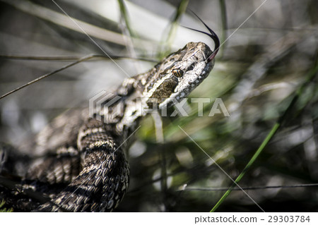 copperhead snake copperhead snake 29303784