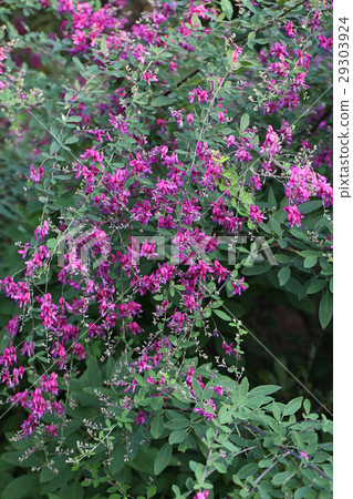 Beautiful full bloom Hagi flower 29303924