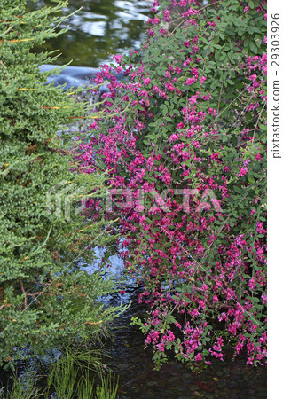 Beautiful full bloom Hagi flower 29303926