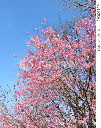 Kawazu Sakura - Sakura Sports Park Kawazu Sakura - Sakura Sports Park 29304129