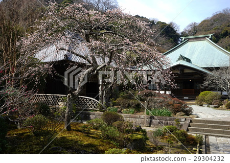三月鎌倉59白梅和Kuranji寺 29304232