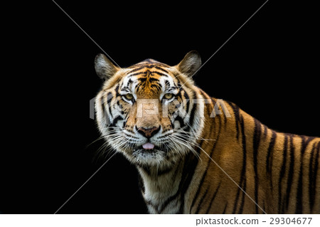 Portrait of a tiger alert at the camera Portrait of a tiger alert at the camera 29304677