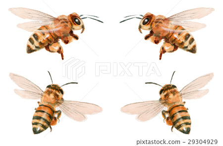 Four honey bees - Stock Illustration [29304929] - PIXTA