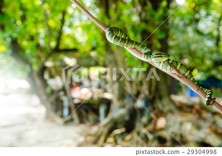 Tropidolaemus wagleri poisonous snake green yellow 29304998