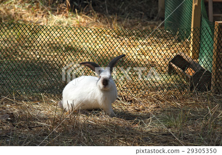 Rabbit in the paddock 29305350