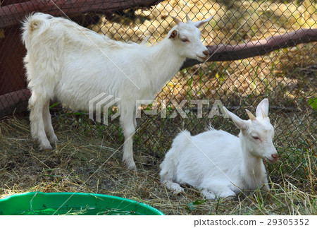 Young goats in a farm Young goats in a farm 29305352